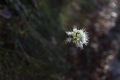 Allium ochroleucum